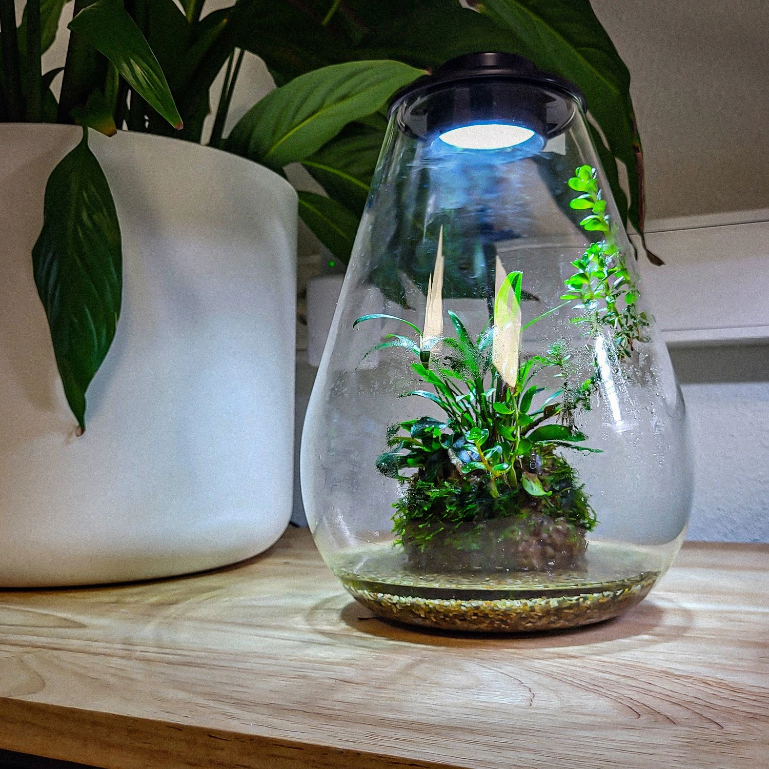 SuperFish BioArt DROP Terrarium Micro Landscape Black 5.1L - Image 2