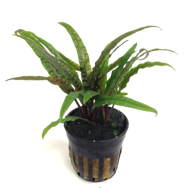 Cryptocoryne Balansae Live Tropical Plant Potted