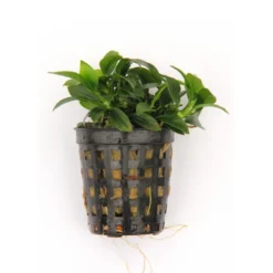 Anubias Bonsai Live Tropical Plant Potted