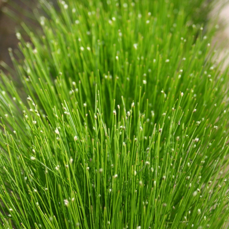 Scirpus Cernuus Fibre Optic 1Ltr Pond Plant - Image 2