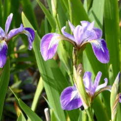 Iris Versicolor Blue Flag