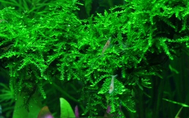 Tropica In Vitro 1-2-grow! Vesicularia Ferriei 'Weeping' - Image 2