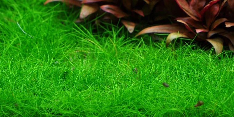 Tropica In Vitro 1-2-grow!Eleocharis Acicularis 'Mini' - Image 7