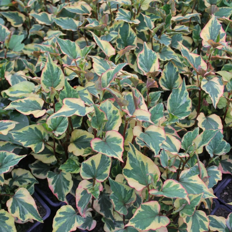 Houttuynia Cordata Chameleon - Image 6