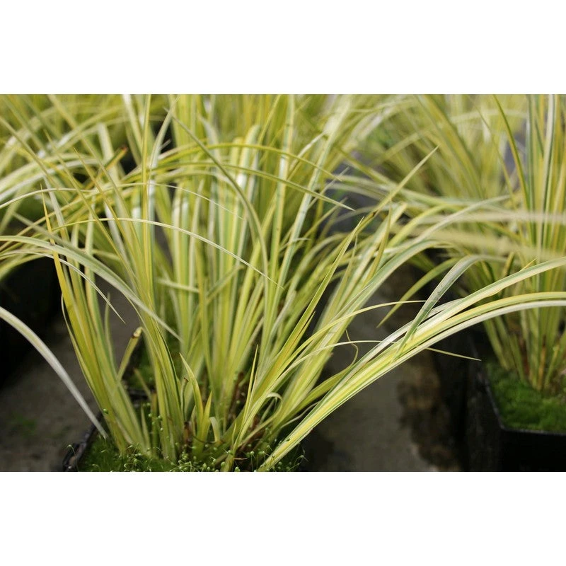 Acorus Gramineus Ogon - Sweet Flag Live Plant - Image 2