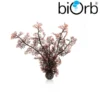 BiOrb Sea Fan Decoration Crimson Medium 46071