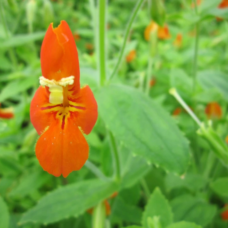 Mimulus Cardinalis Scarlet Monkeyflower - Image 3