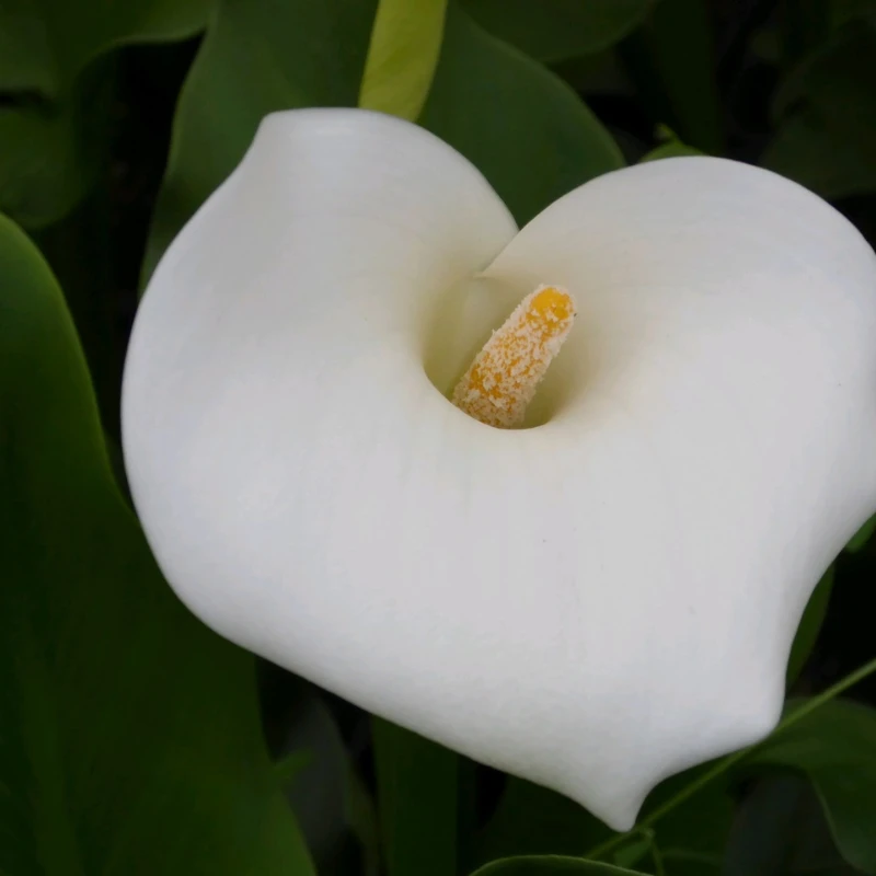 Zantedeschia Aethiopica Crowborough Arum Lily - Image 2