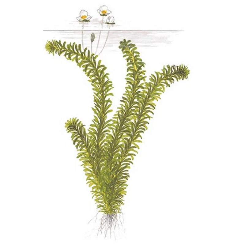 Elodea Densa Live Oxygenating Plant Bunch - Image 2