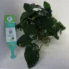 Anubias Nana Live Tropical Plant