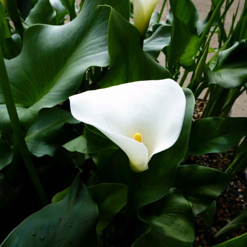 Zantedeschia Aethiopica Crowborough Arum Lily - Image 4
