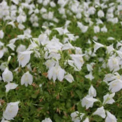 Mazus Reptans Alba White Chinese Marshflower