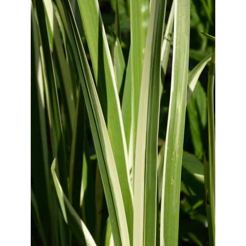 Acorus Calamus Variegatus 1 Litre And 3 Litre Live Plant - Image 3
