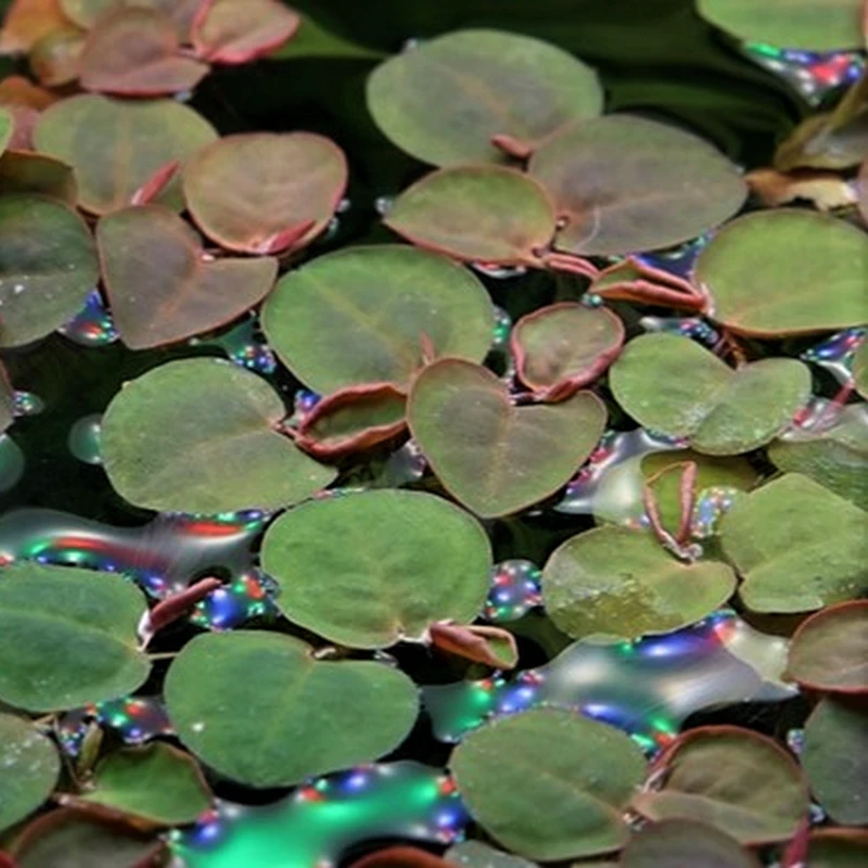 Tropica In-Vitro 1-2-Grow! Phyllantus Fluitans Floating Plant - Image 2