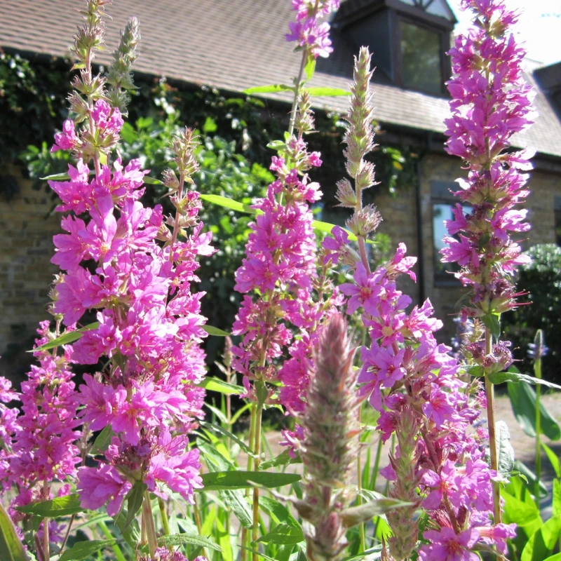 Lythrum Salicaria Purple Loosestrife 9cm Pond Plant - Image 3