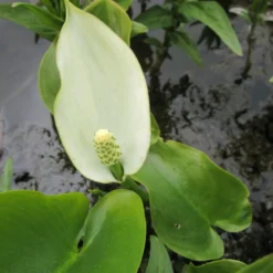 Calla Palustris Water Arum