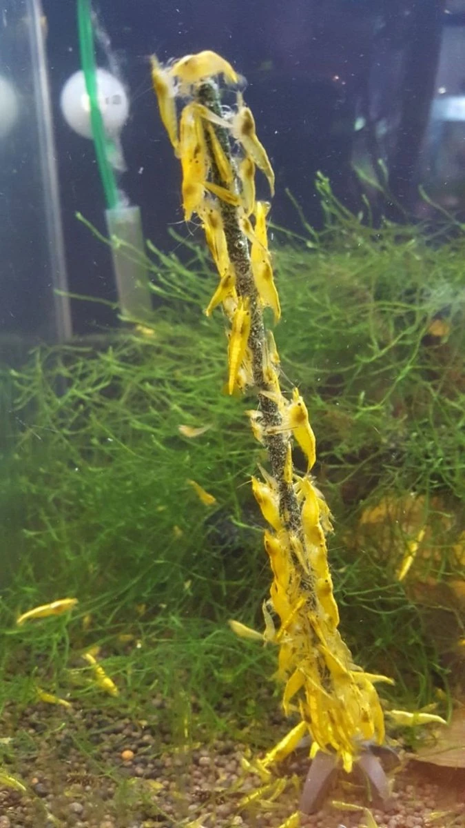 Ceramic Nature Shrimps Forever Shrimp Sticks Lollipops Algae / Vegetables (10pk) - Image 5