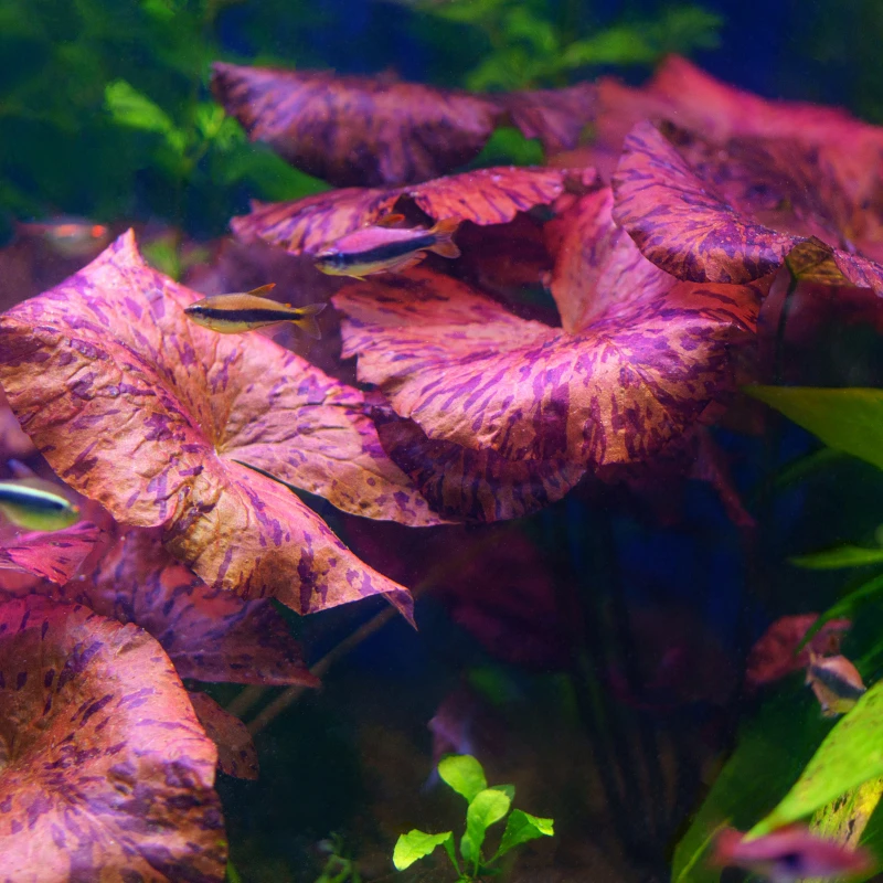 Red Tiger Lotus Plant - Image 4