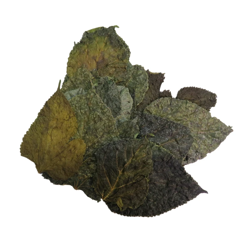 Natural Mulberry Leaves X20 Shrimp Food - Image 4