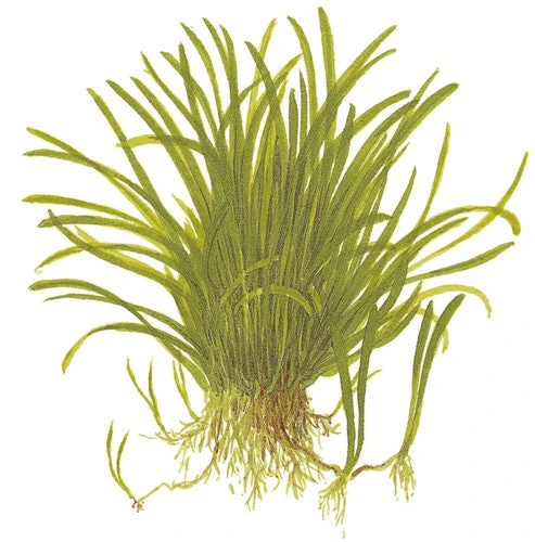 Tropica In Vitro 1-2-grow! Lilaeopsis Brasiliensis - Image 8