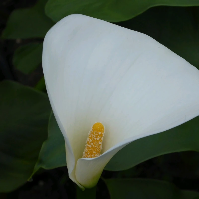 Zantedeschia Aethiopica Crowborough Arum Lily - Image 3