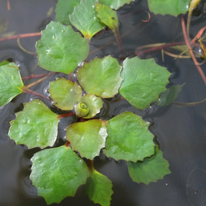 Trapa Natans Water Chestnut - Image 4