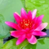 Nymphaea James Brydon Water Lily 3 Ltr