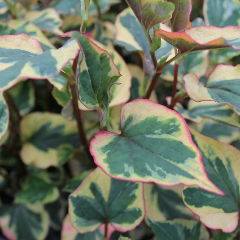 Houttuynia Cordata Chameleon - Image 4