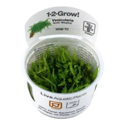 Tropica In Vitro 1-2-grow! Vesicularia Ferriei 'Weeping'