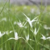 Dichromena Colorata White Star Grass