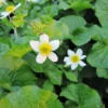 Caltha Palustris Alba White Marsh Marigold