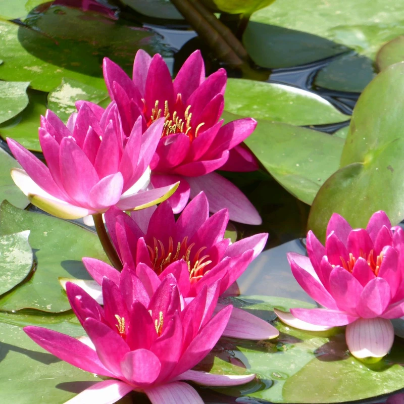 Nymphaea Xiafei Water Lily - Image 3