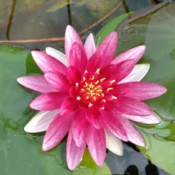 Nymphaea Alba Var. Rubra Water Lily 3 Ltr
