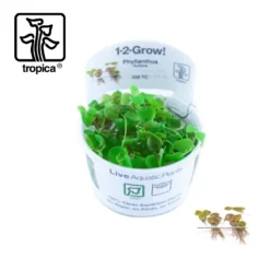 Tropica In-Vitro 1-2-Grow! Phyllantus Fluitans Floating Plant