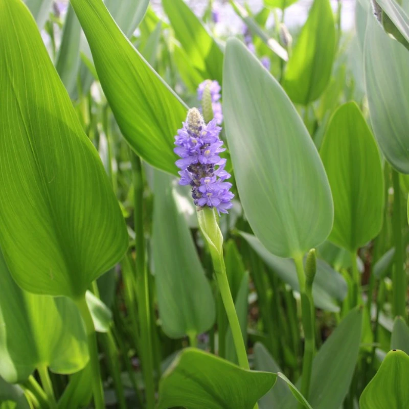 Pontederia Cordata Lanceolata Giant Pickerel Weed - Image 4