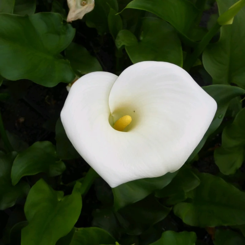 Zantedeschia Aethiopica Crowborough Arum Lily - Image 9